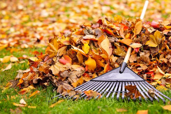 Cost of Leaves Removal in Oakland