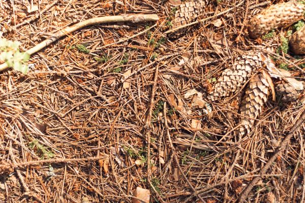 Cost of Pine Needles Removal in Oakland