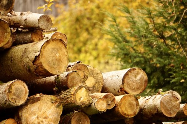 Wood Pile Removal in Oakland