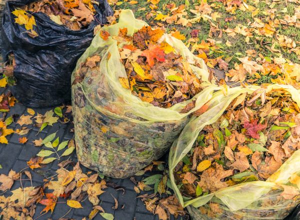 Yard Cleanup Service in Oakland