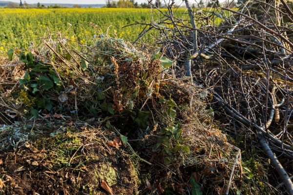 Brush Disposal in Oakland