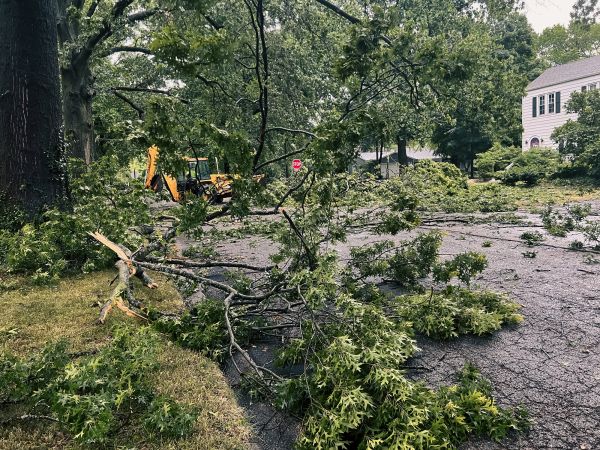 Tree Branch Disposal in Oakland