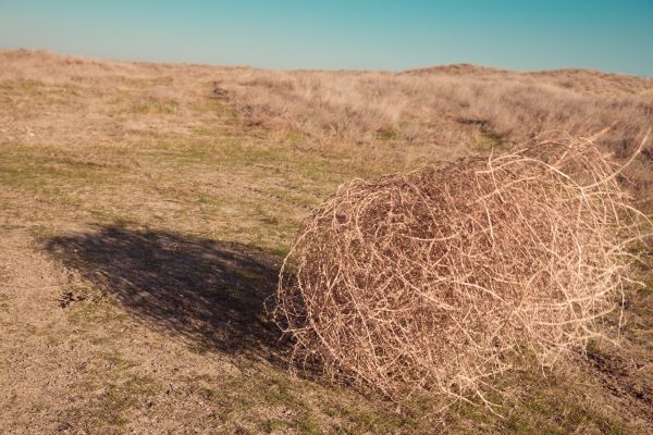 Tumbleweed Removal in Oakland