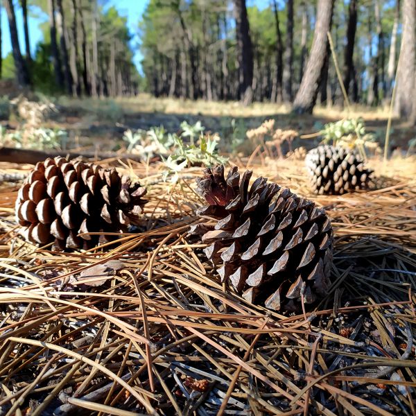 Cost of Pine Cone Removal in Oakland