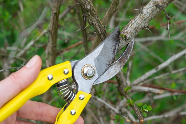 Limbs Removal in Oakland