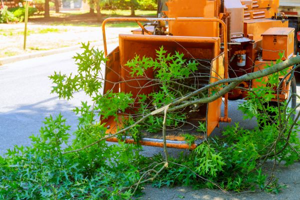Tree Branches Removal in Oakland