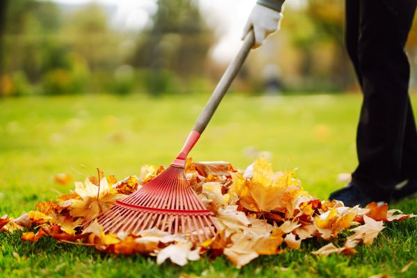Cost of Ditch Leaf Removal in Oakland