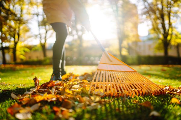 Leaves Raking in Oakland