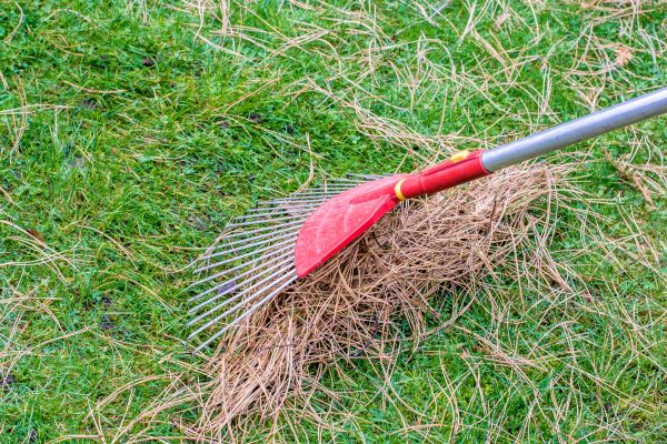 Yard Raking in Oakland