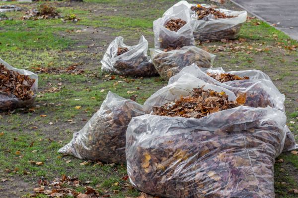 Leaf Pile Disposal in Oakland