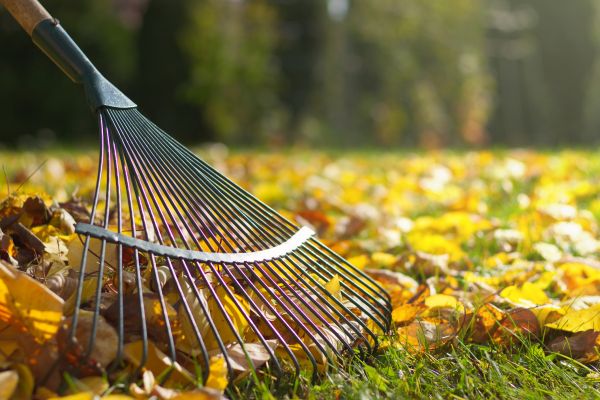 Leaf Removal in Oakland