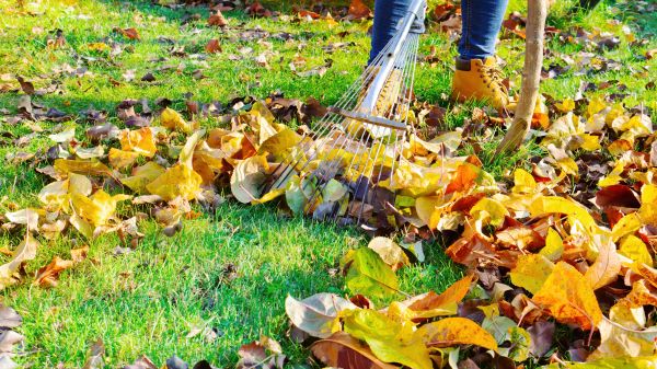 Lawn Cleanup Service in Oakland