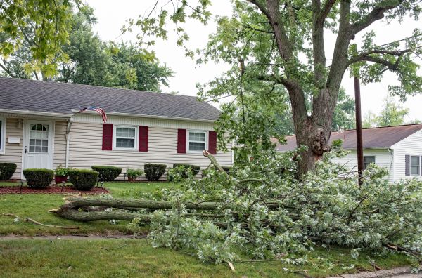 Fallen Branch Removal in Oakland