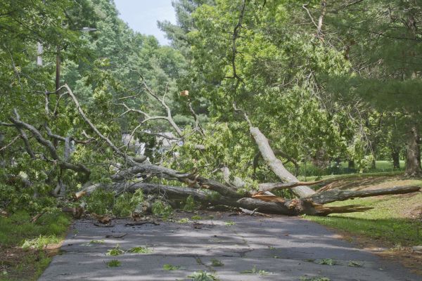 Tree Debris Removal in Oakland