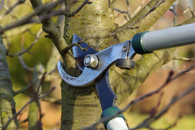 Tree and Shrub Trimmers